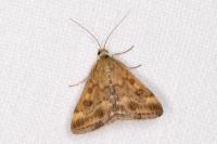 Pyrausta despicata