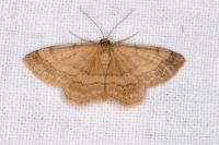Scopula rubiginata