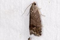 Cydia splendana