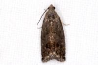 Cydia splendana