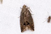 Cydia splendana
