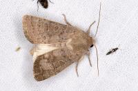 Hoplodrina ambigua