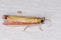 Oncocera semirubella