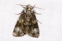 Craniophora ligustri