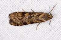 Nomophila noctuella