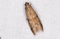 Ephestia