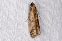Ephestia