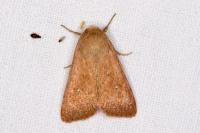 Mythimna albipuncta