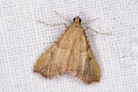 Endotricha flammealis
