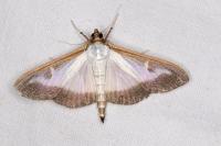 Cydalima perspectalis