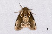 Thyatira batis