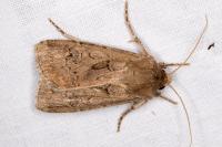 Agrotis bigramma
