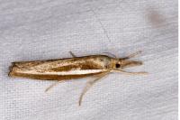 Agriphila tristella
