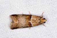 Acrobasis tumidana