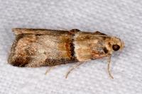 Acrobasis tumidana
