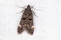 Dichomeris alacella