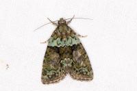 Cryphia algae