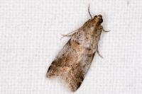 Acrobasis