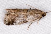 Acrobasis