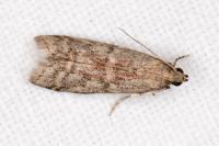 Ephestia