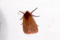 Phragmatobia fuliginosa