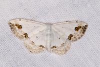 Scopula ornata