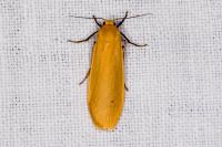 Wittia sororcula