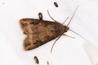 Agrotis ipsilon