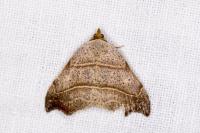 Laspeyria flexula
