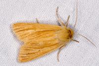 Mythimna pallens