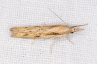 Agriphila geniculea