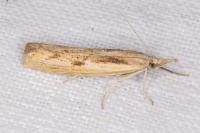 Agriphila geniculea