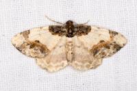 Ligdia adustata