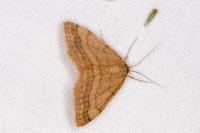 Scopula rubiginata