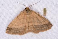 Scopula rubiginata