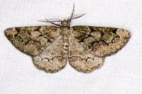 Cleorodes lichenaria