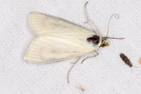 Sitochroa palealis