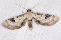 Eupithecia centaureata