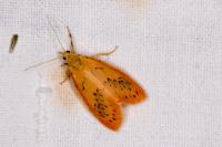 Miltochrista miniata
