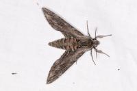Agrius convolvuli