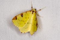 Opisthograptis luteolata