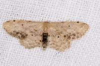 Idaea dimidiata