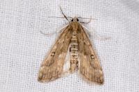 Parapoynx stratiotata