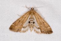 Parapoynx stratiotata
