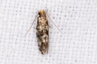 Nemapogon