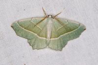 Campaea margaritaria