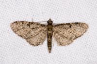 Eupithecia