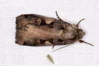 Xestia c-nigrum