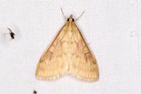 Ostrinia nubilalis