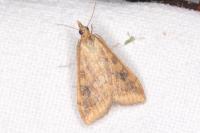 Udea ferrugalis